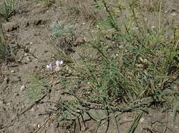 Imagem de Astragalus silvisteppaceus Knjaz.