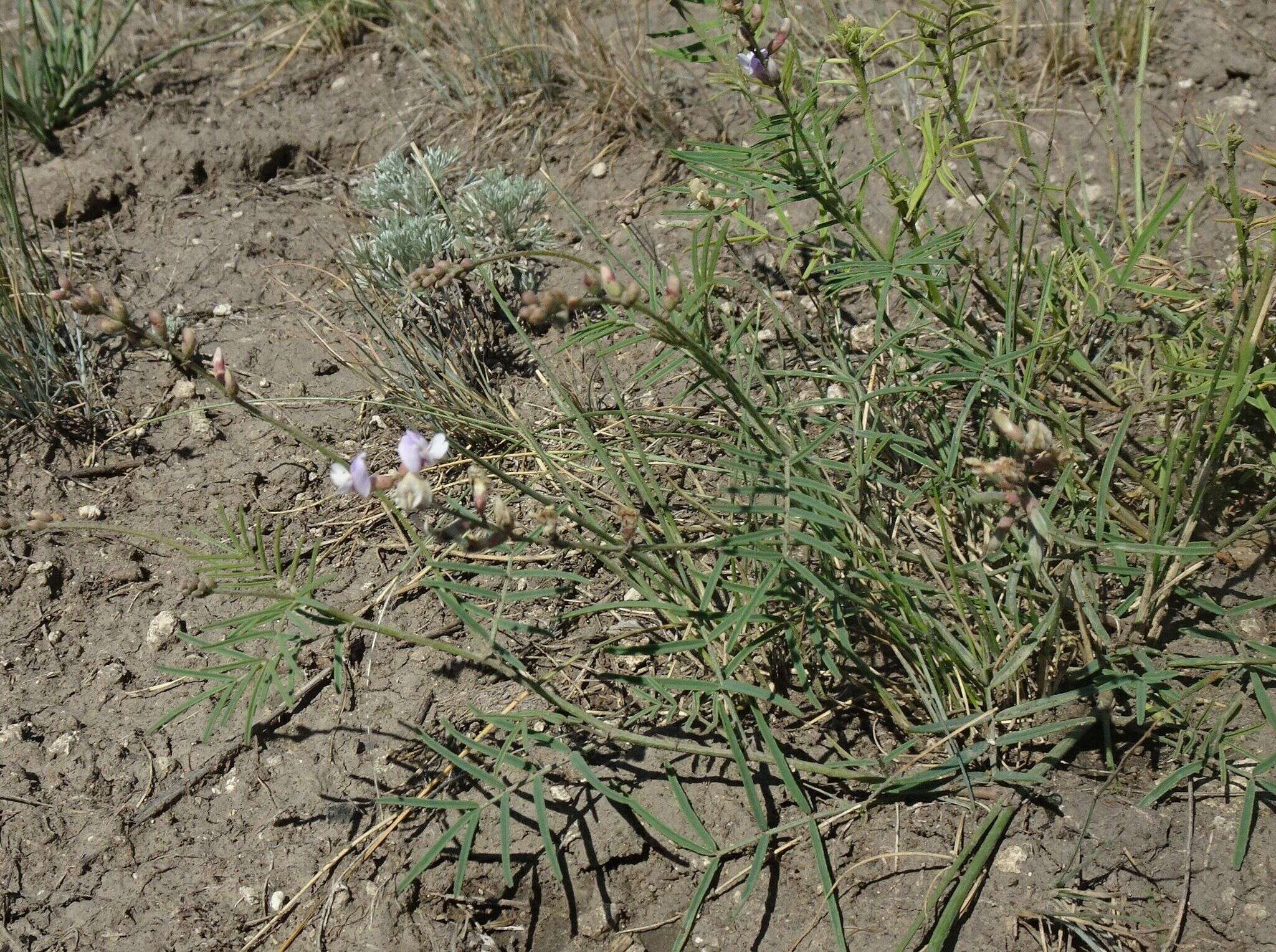 Image of Astragalus silvisteppaceus Knjaz.