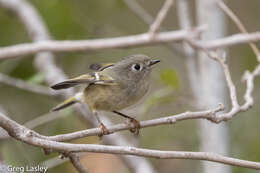 Regulidae resmi