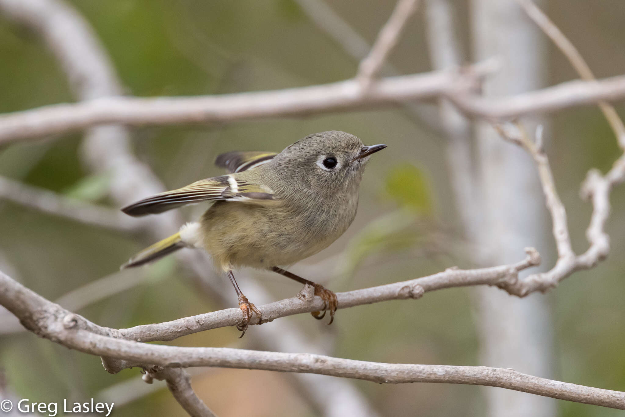 Regulidae resmi