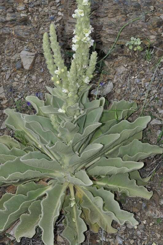 Image of Verbascum giganteum Willk.