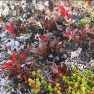 Image de Arctostaphylos alpinus (L.) Sprengel