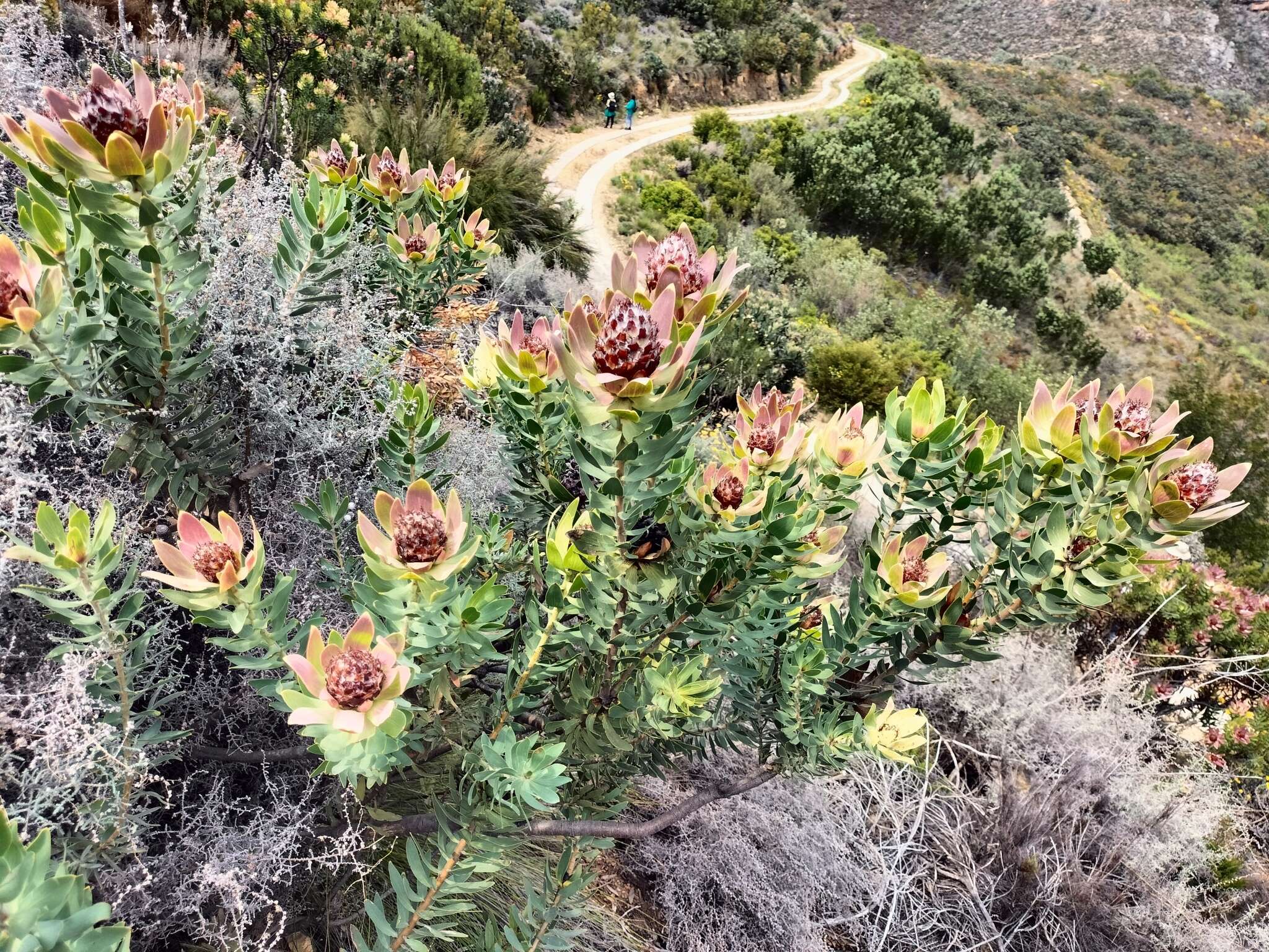 Image of Yellow bush