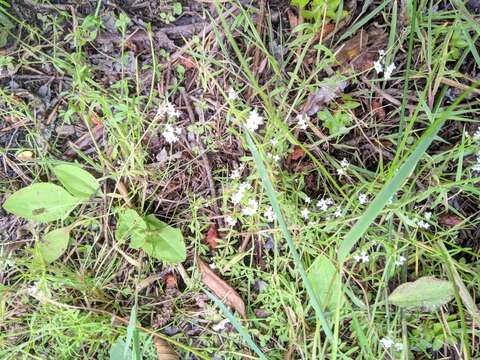 Image of threepetal bedstraw