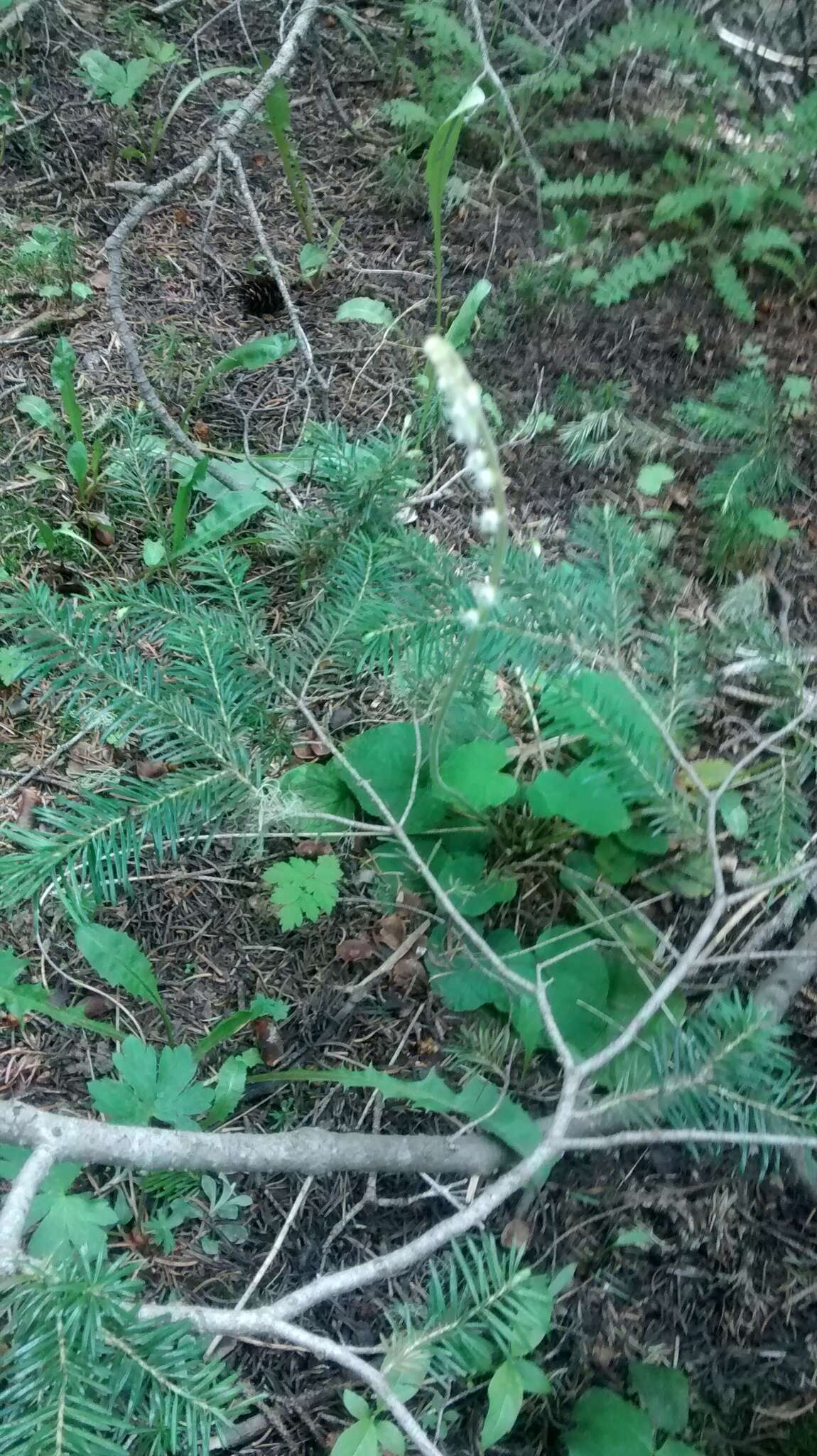 Image of Side-Flower Bishop's-Cap