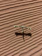 Image of Geranium Plume Moth