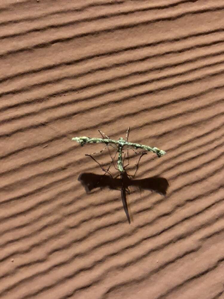 Image of Geranium Plume Moth