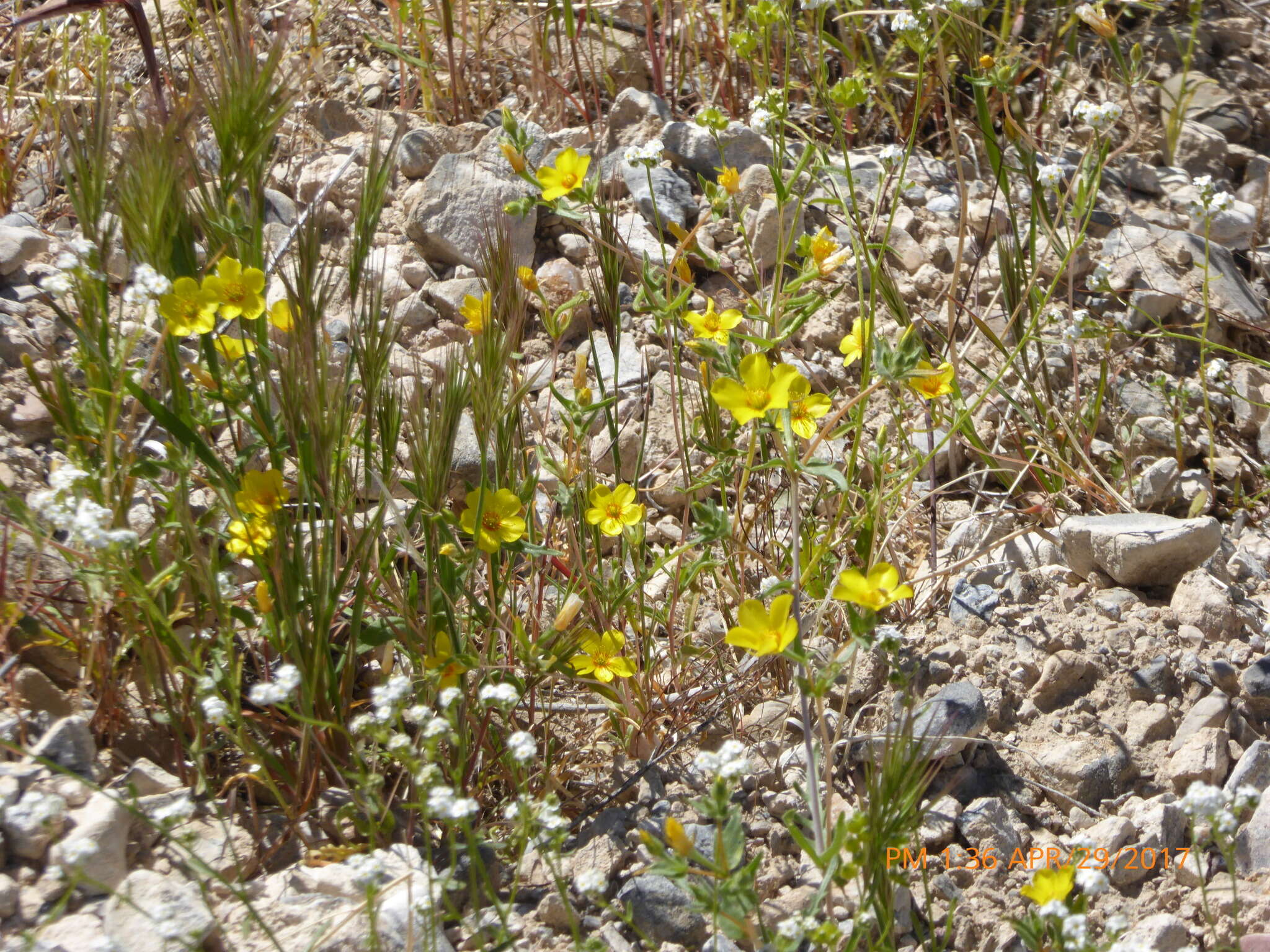 Image of whitestem blazingstar