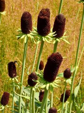 Image of Montane Coneflower