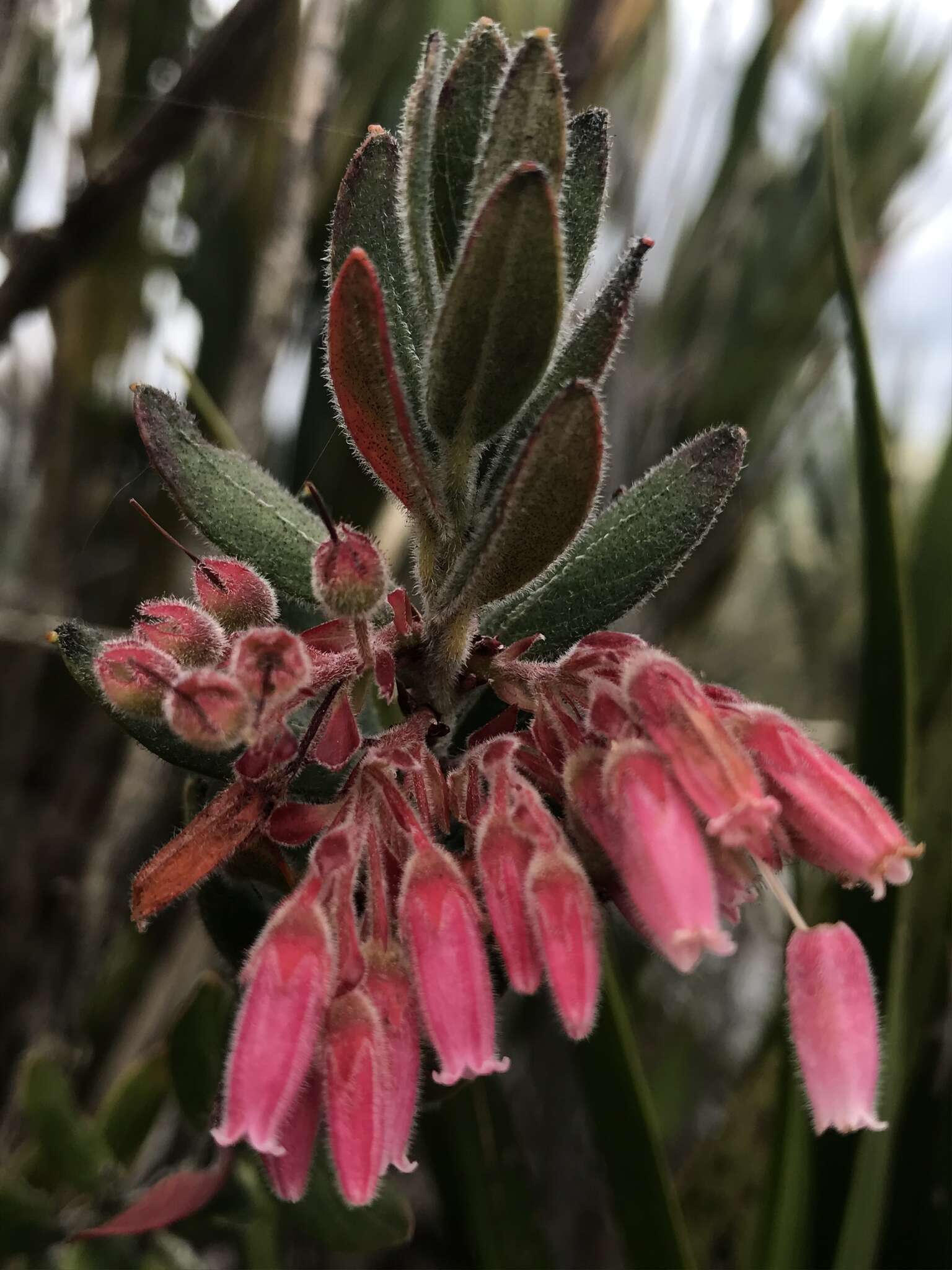 Imagem de Gaylussacia buxifolia Kunth