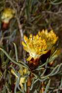 Image of Petrophile megalostegia F. Müll.