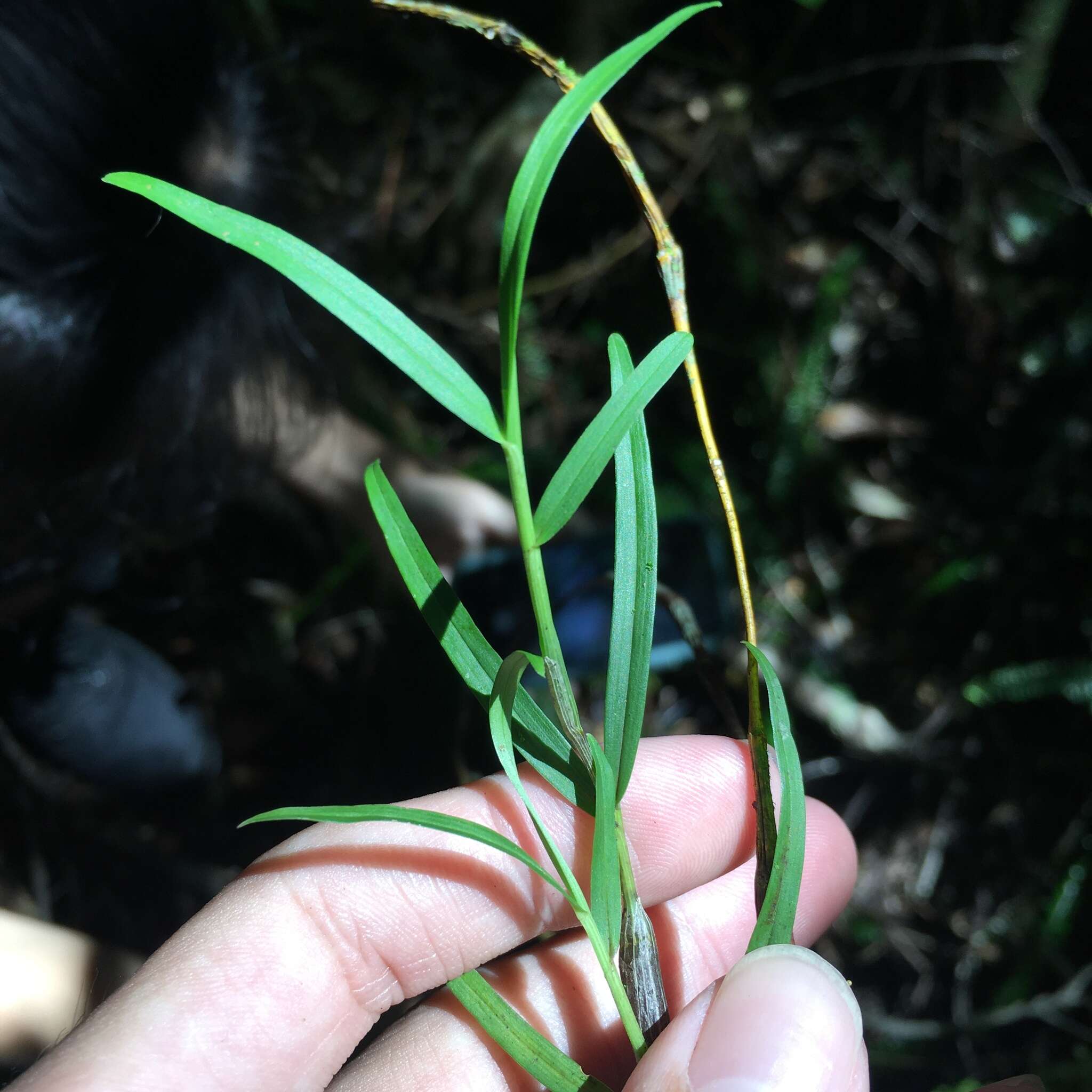 Imagem de Dendrobium falconeri Hook.