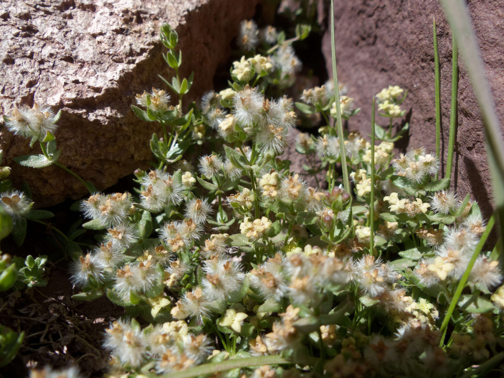 Image of Galium eriocarpum Bartl. ex DC.