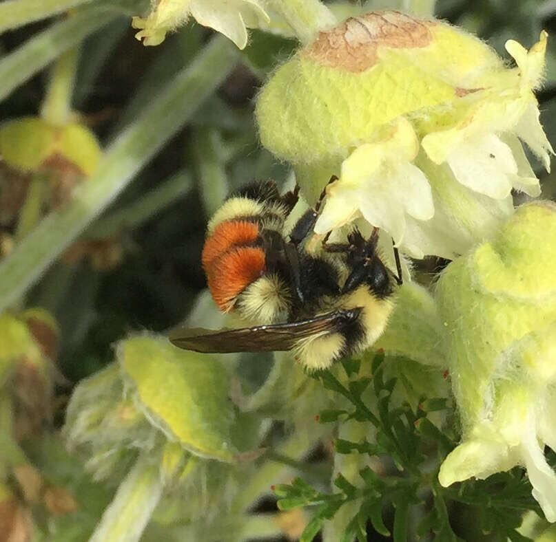 Слика од Bombus huntii Greene 1860