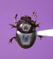 Image de Onthophagus striatulus (Palisot de Beauvois 1809)