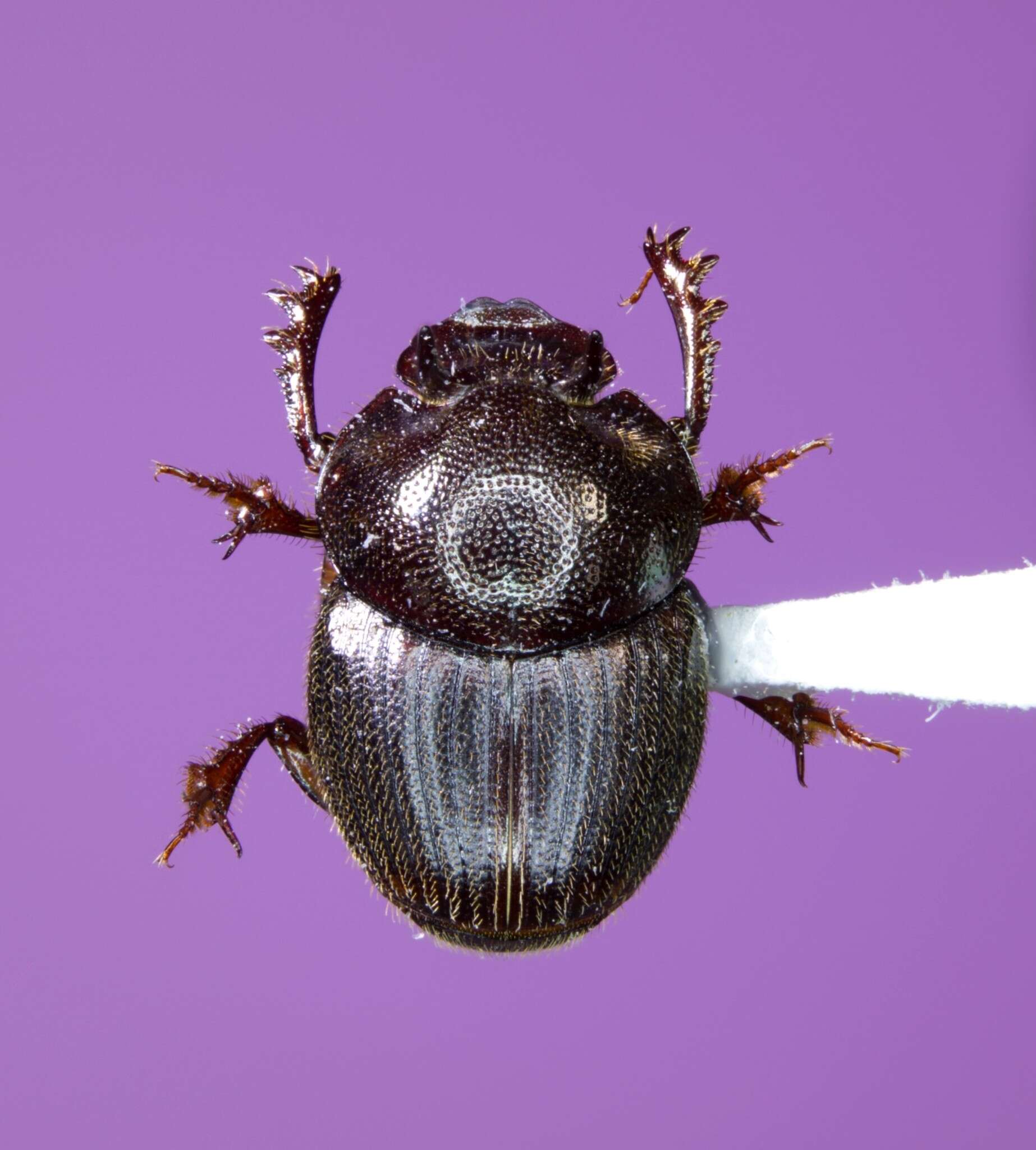 Sivun Onthophagus striatulus (Palisot de Beauvois 1809) kuva