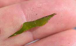 Image of small-eyed coastal shrimp