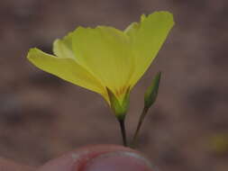 Image of sprucemont flax