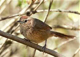 Image of Spot-breasted Thornbird