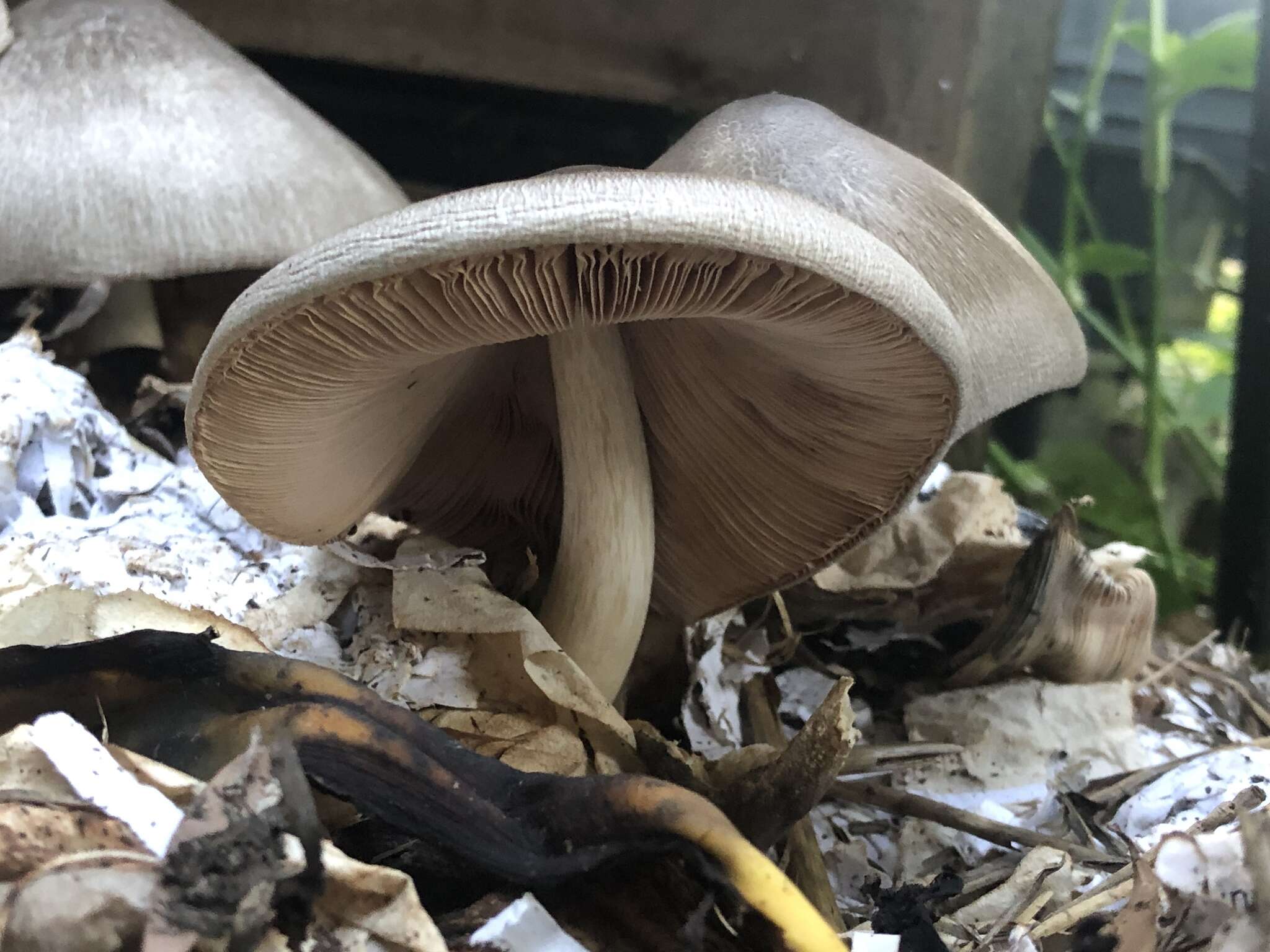 Image of straw mushroom