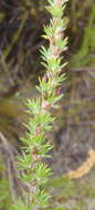 صورة Cliffortia stricta Weim.