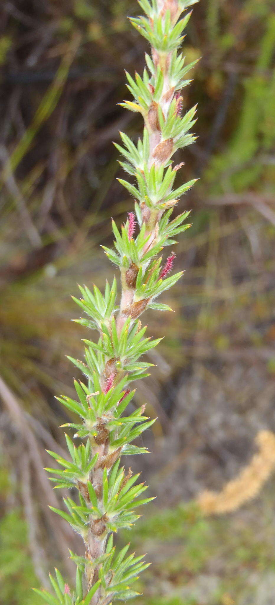 صورة Cliffortia stricta Weim.