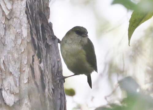 Image of Hawaii Creeper