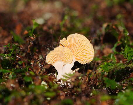 Image of Hohenbuehelia ligulata (E. Horak) J. A. Cooper 2014