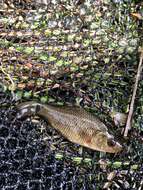 Image of Crucian Carp