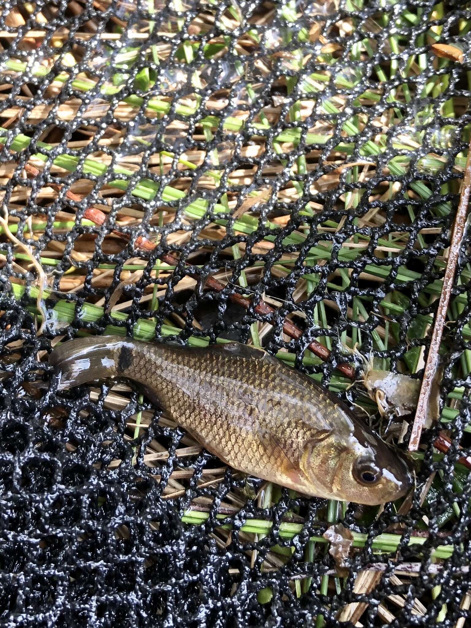 Image of Crucian Carp