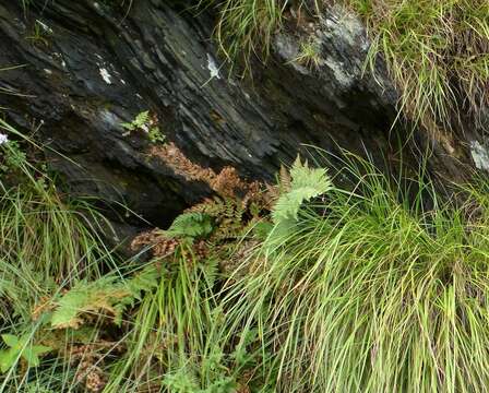 Image of Dryopteris athamantica (Kunze) O. Kuntze