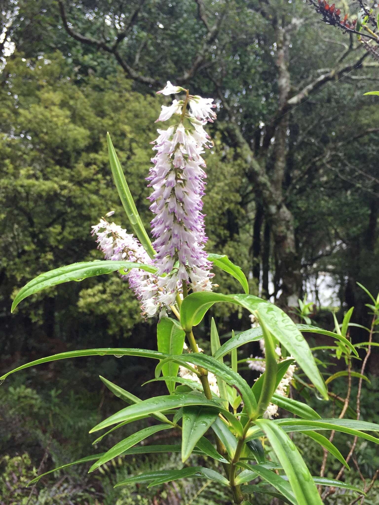 Image of Veronica corriganii (Carse) Garn.-Jones