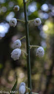 Imagem de Drimia urgineoides (Baker) J. C. Manning & Goldblatt