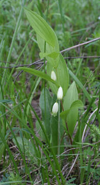 Image of dwarf solomon's seal