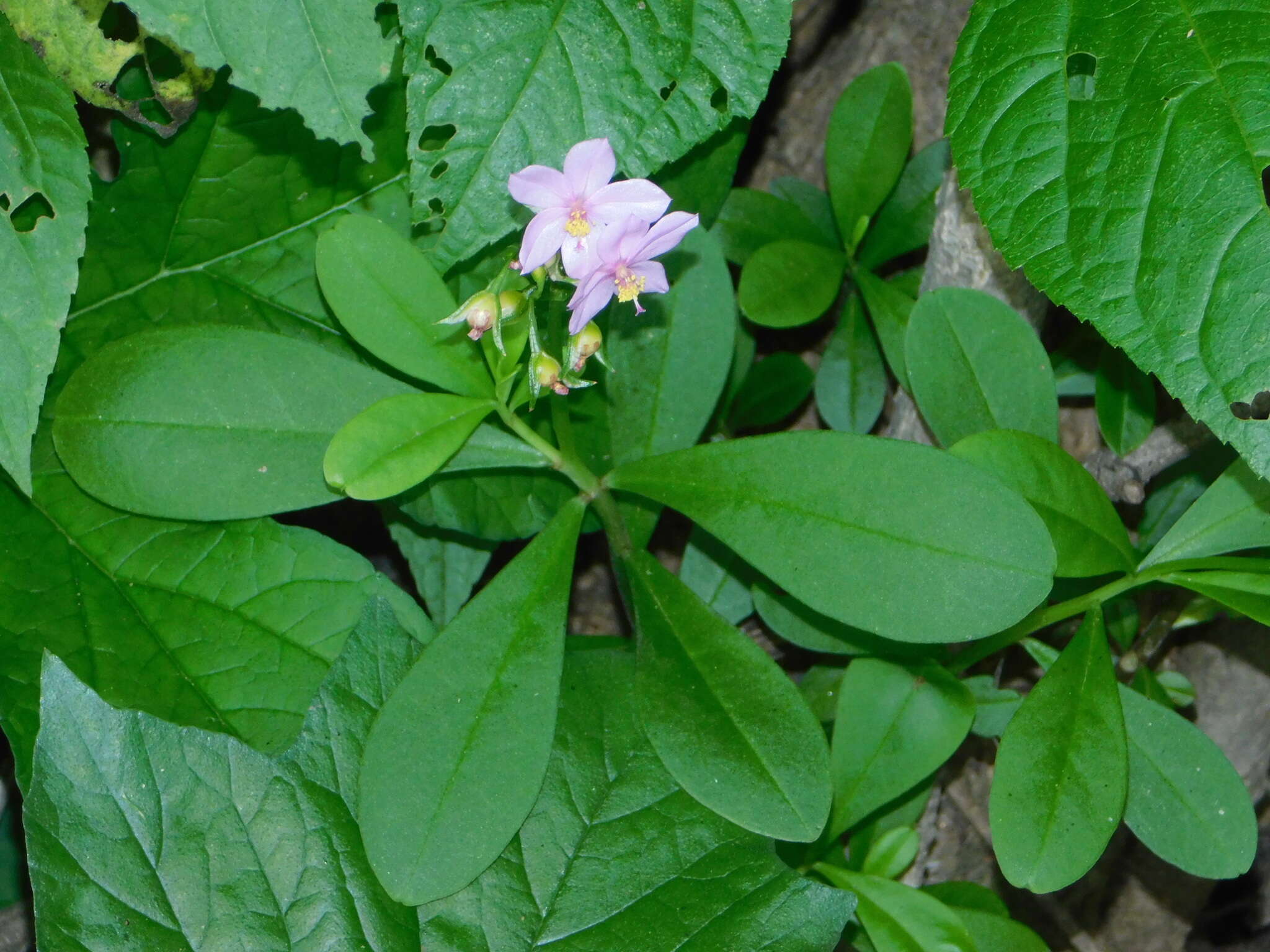 Image of Ceylon spinach