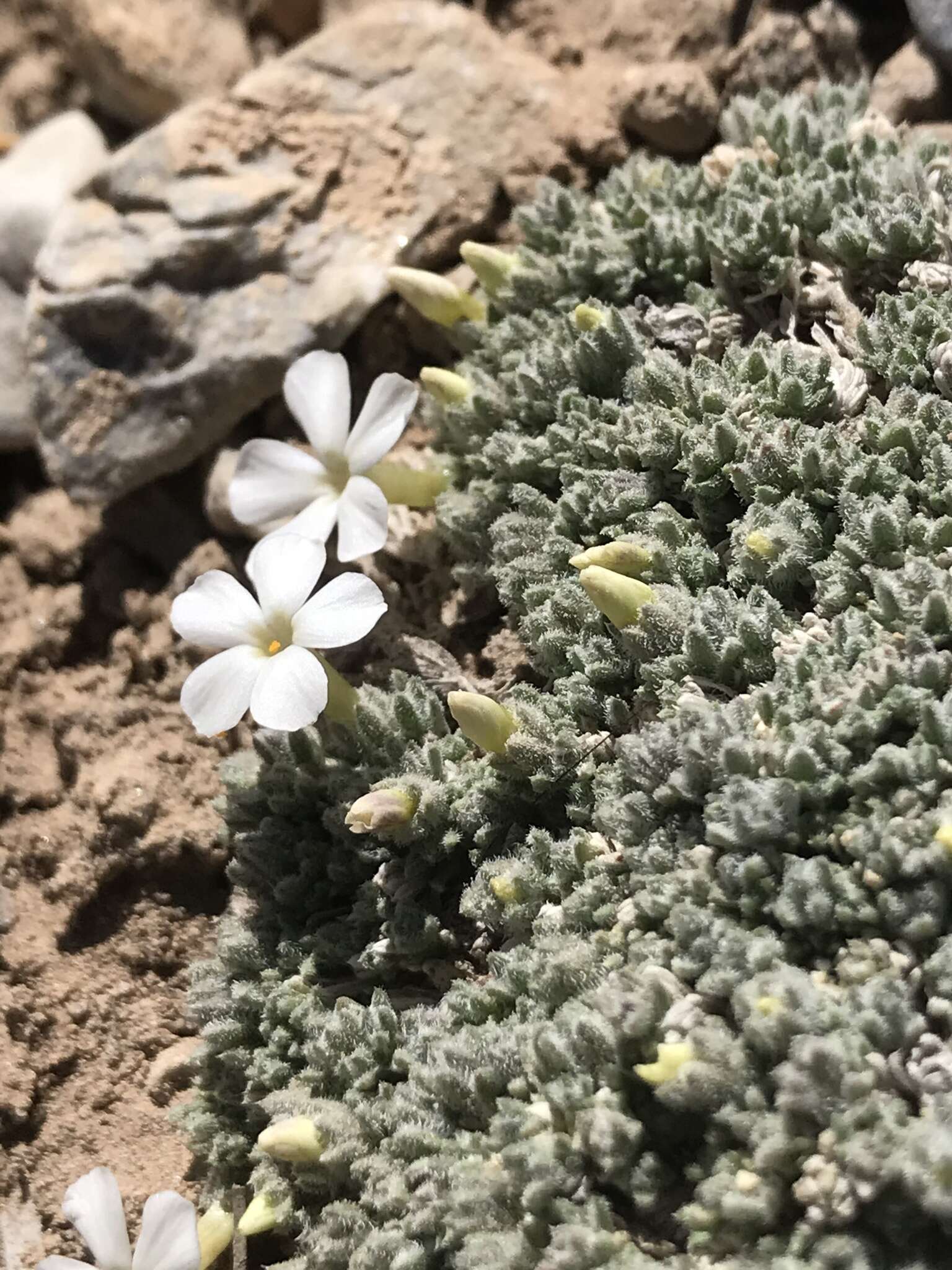 Image of Coville's phlox