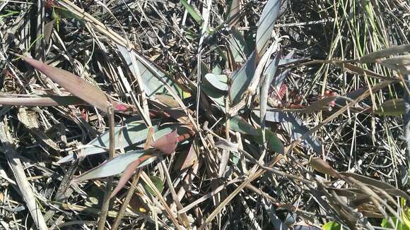 Image of Erect-Leaf Rosette Grass