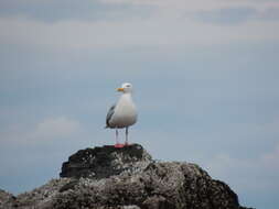 Image of Glaucous-winged Gull