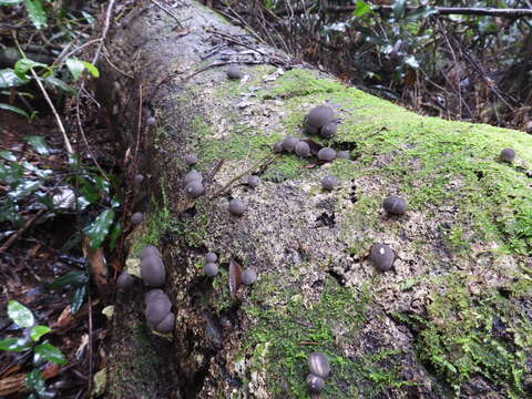 Imagem de Lycoperdon purpurascens Berk. & M. A. Curtis 1860