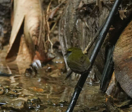 Image of Grey-bellied Tesia