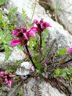 Image de Pedicularis nordmanniana Bunge