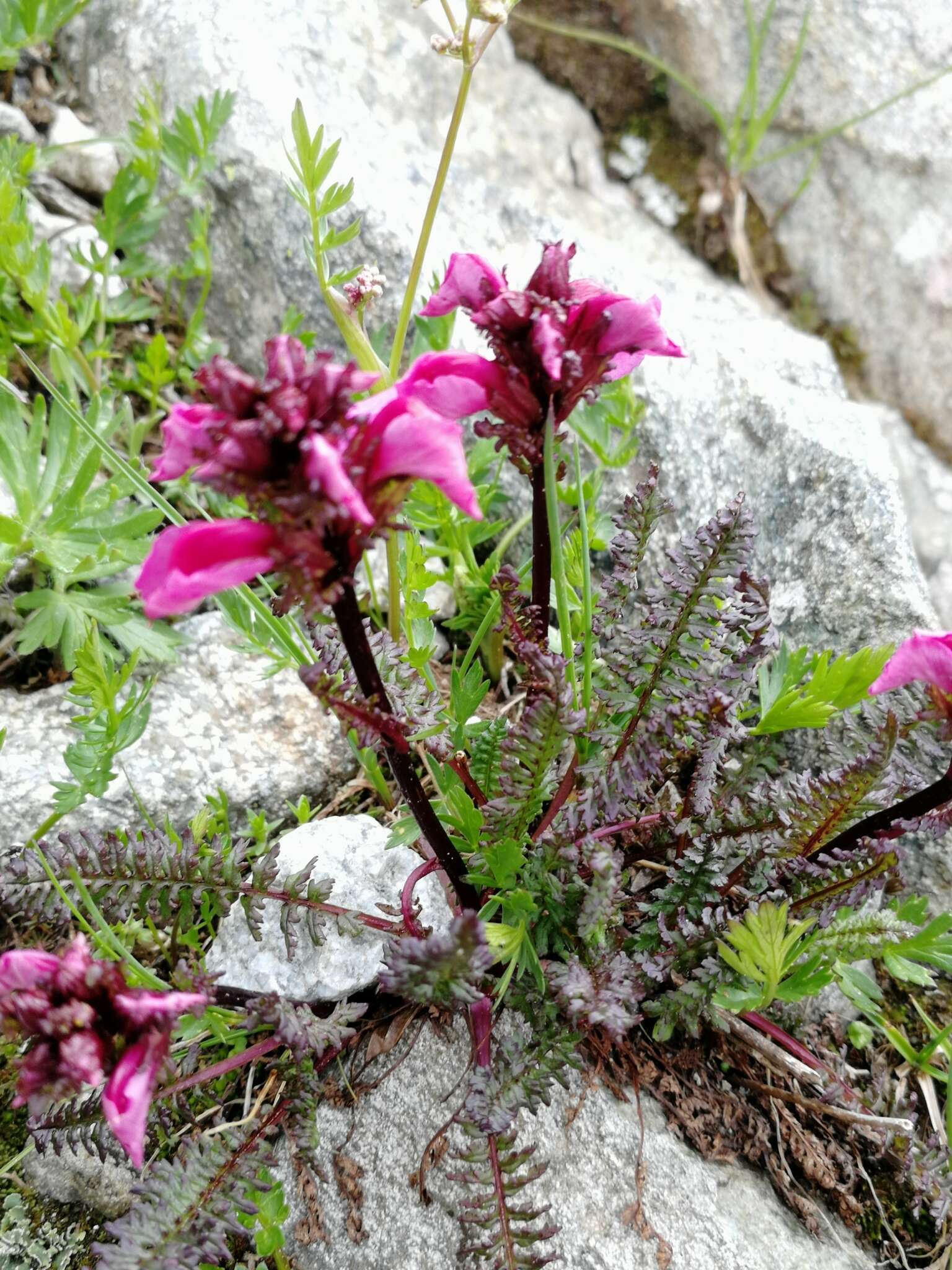 Image de Pedicularis nordmanniana Bunge