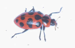 Image of Spotted Lady Beetle