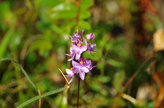 Image of Many-flowered grass-pink orchid