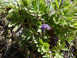 Image of <i>Hydrophyllum alpestre</i>