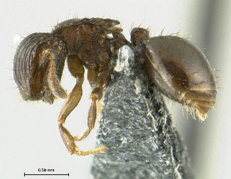 Image of Meranoplus