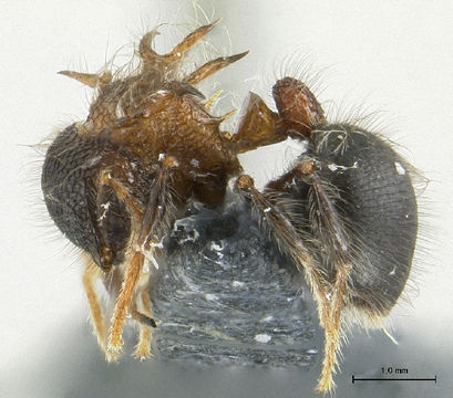 Image of Meranoplus