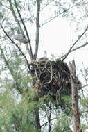 Image of White-bellied Sea Eagle