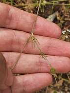 Image of Cerfolium