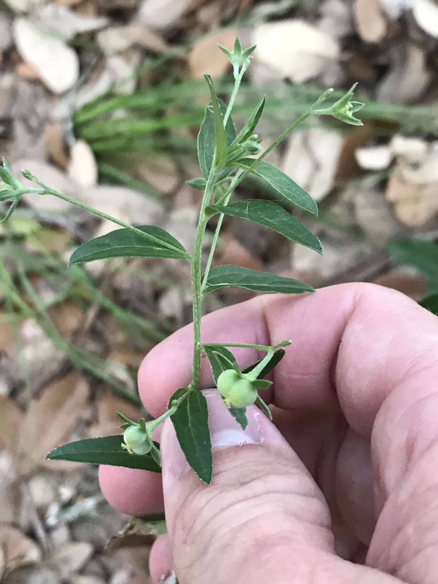 Image of tall silverbush